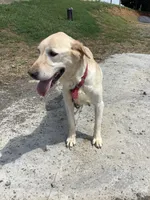 Alex, a male Labrador Retriever for sale in Waynesboro, PA – 2 of 2