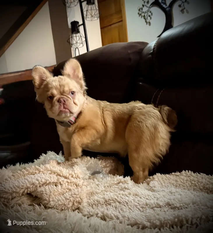 Goldie Locs – French Bulldog puppy for sale in Pleasant Shade, TN