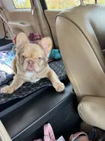 Goldie Locs, a female French Bulldog for sale in Pleasant Shade, TN – 10 of 10