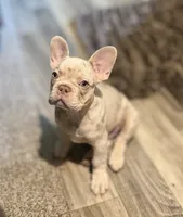 Buddy, a male French Bulldog for sale in Pleasant Shade, TN – 8 of 10