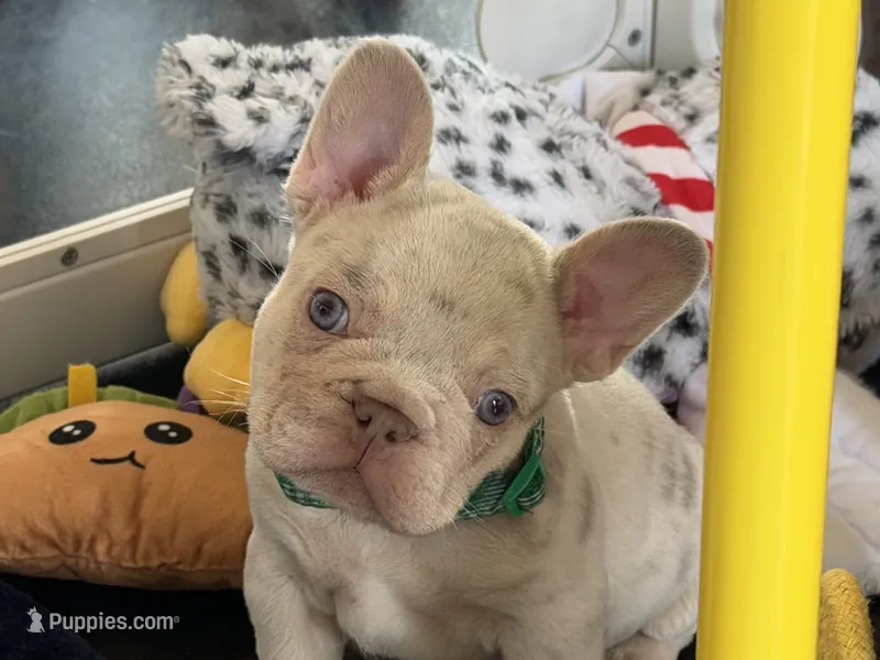 Dom – French Bulldog puppy for sale in Pleasant Shade, TN