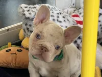 Dom, a male French Bulldog for sale in Pleasant Shade, TN – 1 of 10
