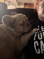 Goldie Locs, a female French Bulldog for sale in Pleasant Shade, TN – 3 of 10