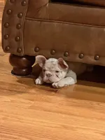 Buddy, a male French Bulldog for sale in Pleasant Shade, TN – 6 of 8