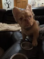Goldie Locs, a female French Bulldog for sale in Pleasant Shade, TN – 6 of 10