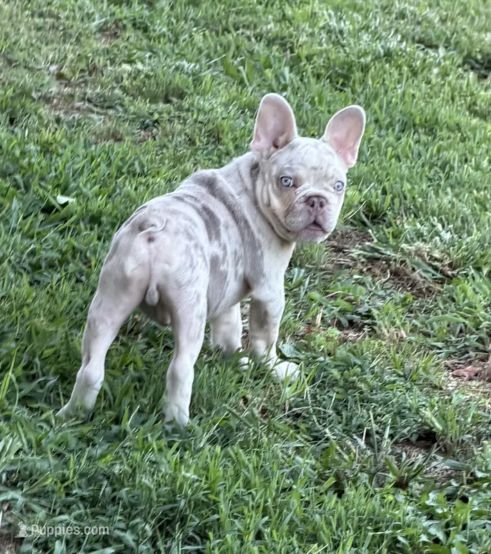 Buddy – French Bulldog puppy for sale in Pleasant Shade, TN