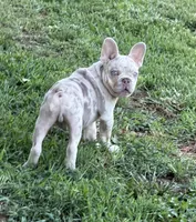 Buddy, a male French Bulldog for sale in Pleasant Shade, TN – 2 of 10