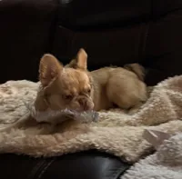 Goldie Locs, a female French Bulldog for sale in Pleasant Shade, TN – 5 of 10