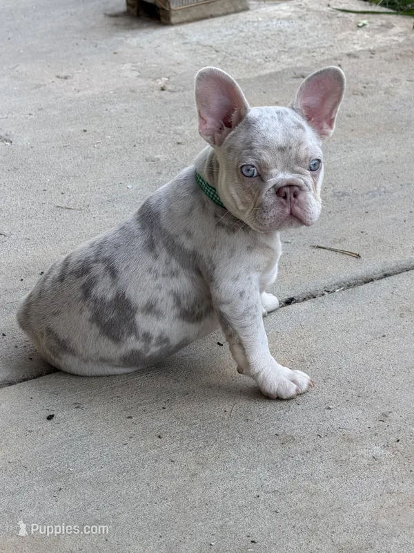 Buddy – French Bulldog puppy for sale in Pleasant Shade, TN
