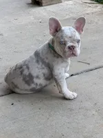 Buddy, a male French Bulldog for sale in Pleasant Shade, TN – 4 of 10