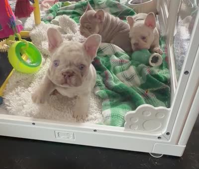 Dom, a male French Bulldog for sale in Pleasant Shade, TN – 9 of 10