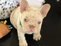 Dom, a male French Bulldog for sale in Pleasant Shade, TN – 5 of 10