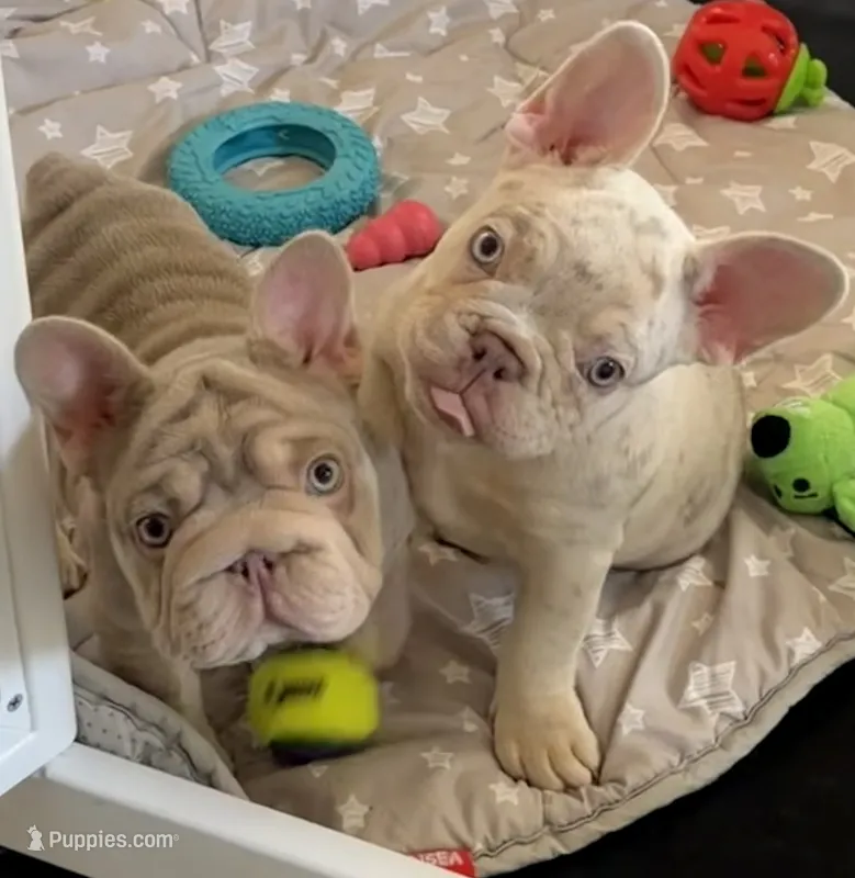 Buddy – French Bulldog puppy for sale in Pleasant Shade, TN