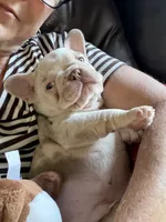 Dom, a male French Bulldog for sale in Pleasant Shade, TN – 3 of 10