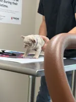 Dom, a male French Bulldog for sale in Pleasant Shade, TN – 8 of 10
