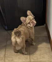 Goldie Locs, a female French Bulldog for sale in Pleasant Shade, TN – 8 of 10