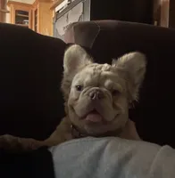 Goldie Locs, a female French Bulldog for sale in Pleasant Shade, TN – 4 of 10