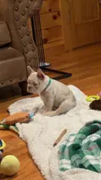 Buddy, a male French Bulldog for sale in Pleasant Shade, TN – 5 of 8