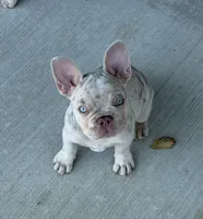 Buddy, a male French Bulldog for sale in Pleasant Shade, TN – 10 of 10