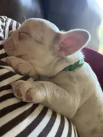 Dom, a male French Bulldog for sale in Pleasant Shade, TN – 7 of 10