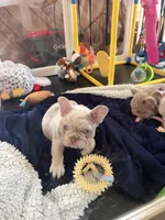 Dom, a male French Bulldog for sale in Pleasant Shade, TN – 4 of 10