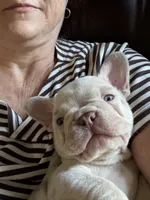 Dom, a male French Bulldog for sale in Pleasant Shade, TN – 6 of 10