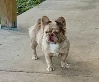 Goldie Locs, a female French Bulldog for sale in Pleasant Shade, TN – 2 of 10