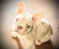 Buddy, a male French Bulldog for sale in Pleasant Shade, TN – 9 of 10