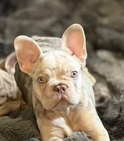 Buddy, a male French Bulldog for sale in Pleasant Shade, TN – 3 of 10