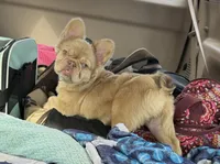 Goldie Locs, a female French Bulldog for sale in Pleasant Shade, TN – 9 of 10