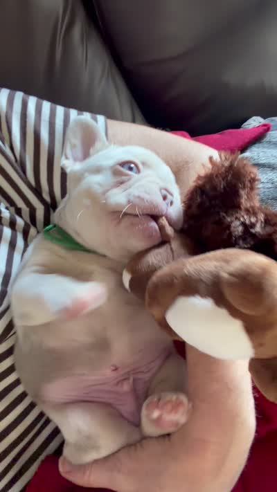 Dom, a male French Bulldog for sale in Pleasant Shade, TN – 10 of 10