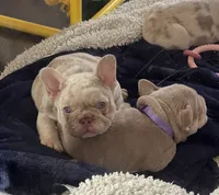 Dom, a male French Bulldog for sale in Pleasant Shade, TN – 2 of 10