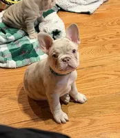Buddy, a male French Bulldog for sale in Pleasant Shade, TN – 7 of 8