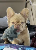 Goldie Locs, a female French Bulldog for sale in Pleasant Shade, TN – 7 of 10