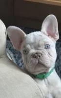 Buddy, a male French Bulldog for sale in Pleasant Shade, TN – 1 of 8