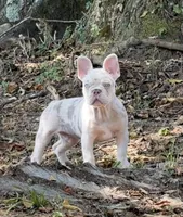 Buddy, a male French Bulldog for sale in Pleasant Shade, TN – 5 of 10