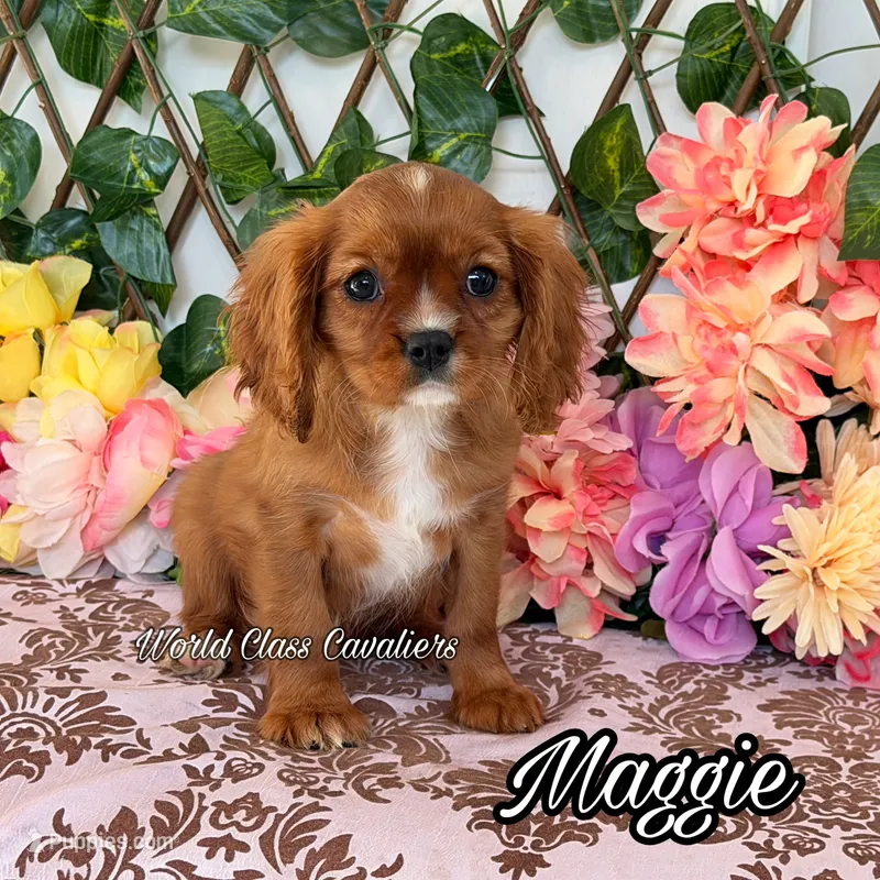 Maggie