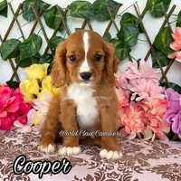 Cooper, a male Cavalier King Charles Spaniel for sale in Miami, FL – 1 of 1
