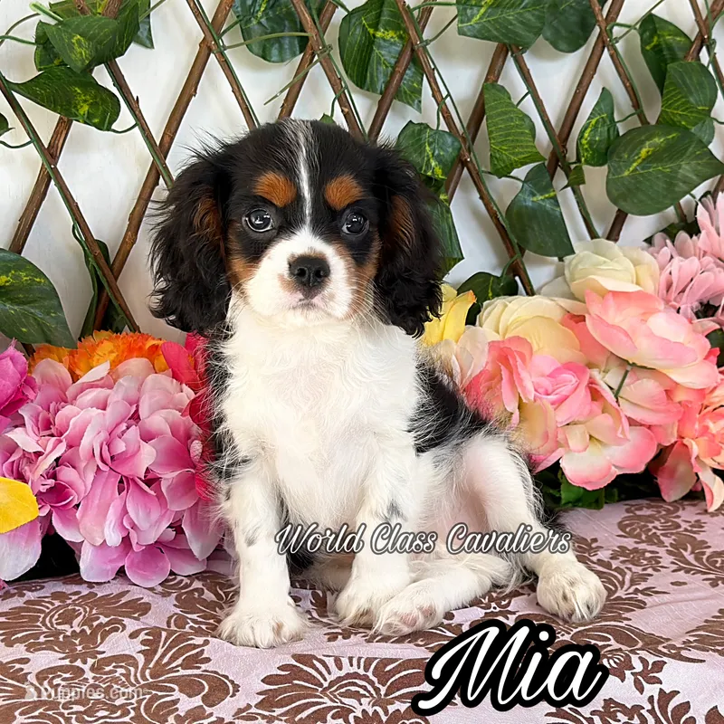 Mia