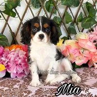 Mia, a female Cavalier King Charles Spaniel for sale in Miami, FL – 1 of 1