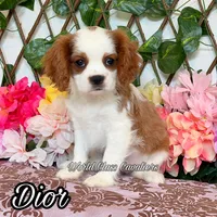 Dior, a female Cavalier King Charles Spaniel for sale in Miami, FL – 1 of 1