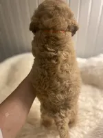 Orange Collard Boy, a male Cockapoo for sale in Charlotte, NC – 3 of 10