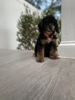 Cockapoo Boy #4, a male Cockapoo for sale in Charlotte, NC – Photo 8 of 10