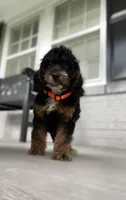 Cockapoo Boy #4, a male Cockapoo for sale in Charlotte, NC – Photo 4 of 10