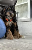 Cockapoo Boy #4, a male Cockapoo for sale in Charlotte, NC – Photo 6 of 10