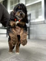 Cockapoo Boy #4, a male Cockapoo for sale in Charlotte, NC – Photo 3 of 10