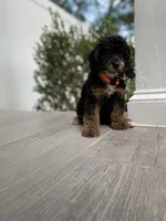 Cockapoo Boy #4, a male Cockapoo for sale in Charlotte, NC – Photo 10 of 10