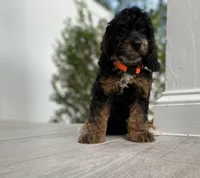 Cockapoo Boy #4, a male Cockapoo for sale in Charlotte, NC – Photo 9 of 10
