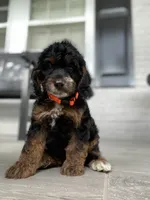 Cockapoo Boy #4, a male Cockapoo for sale in Charlotte, NC – Photo 5 of 10