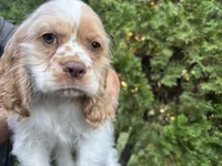 American Cocker Spaniel Boy #2, a male Cocker Spaniel for sale in Charlotte, NC – 2 of 3